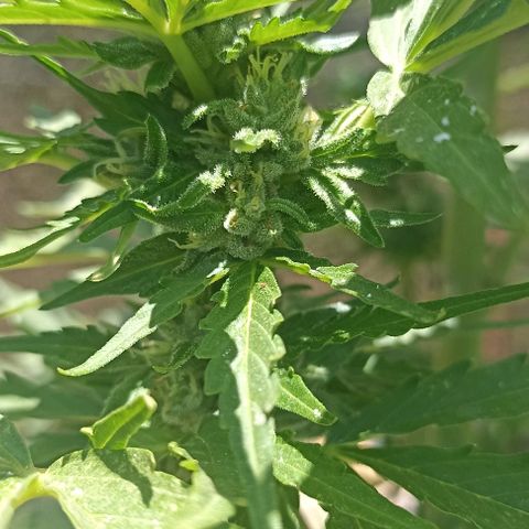 Panda growlog timeline photo