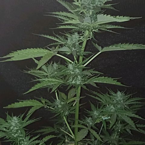 Panda growlog timeline photo
