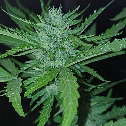 Panda growlog timeline photo