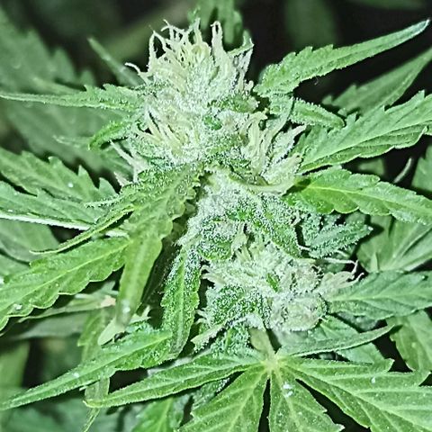 Panda growlog timeline photo