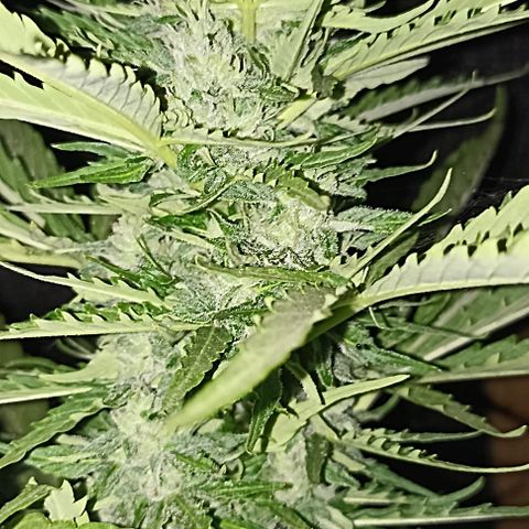 Panda growlog timeline photo