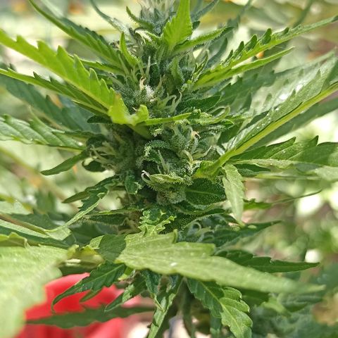 Panda growlog timeline photo
