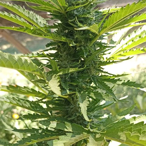 Panda growlog timeline photo