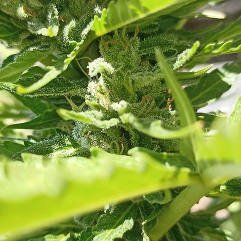 Panda growlog timeline photo