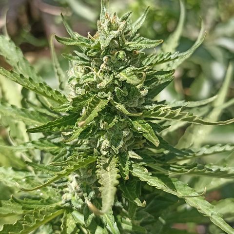 Panda growlog timeline photo