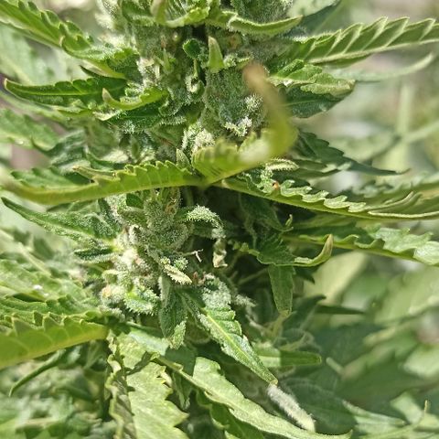 Panda growlog timeline photo