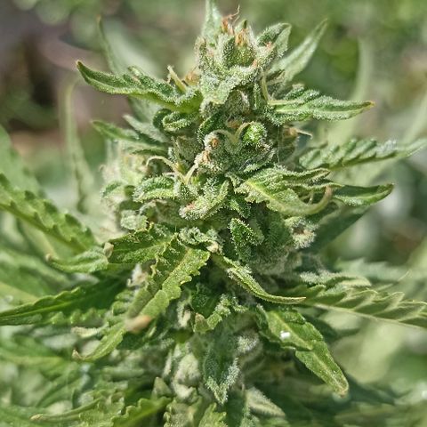 Panda growlog timeline photo