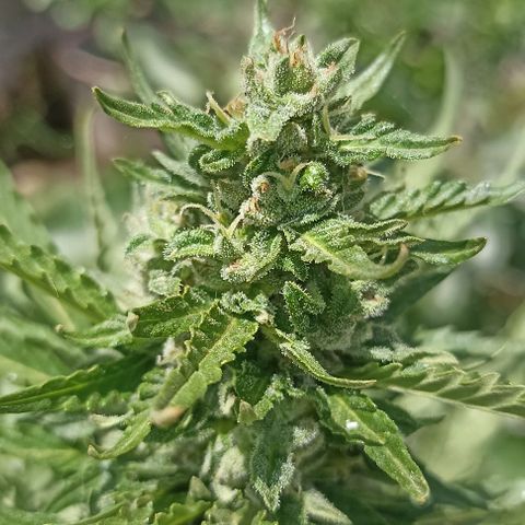 Panda growlog timeline photo