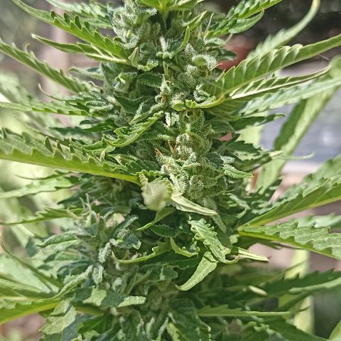 Panda growlog timeline photo