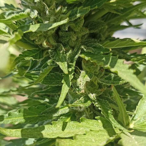 Panda growlog timeline photo