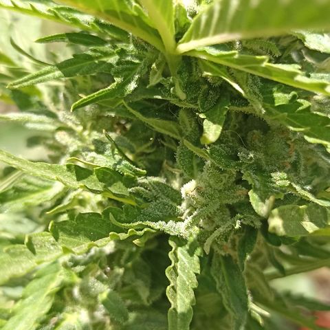 Panda growlog timeline photo