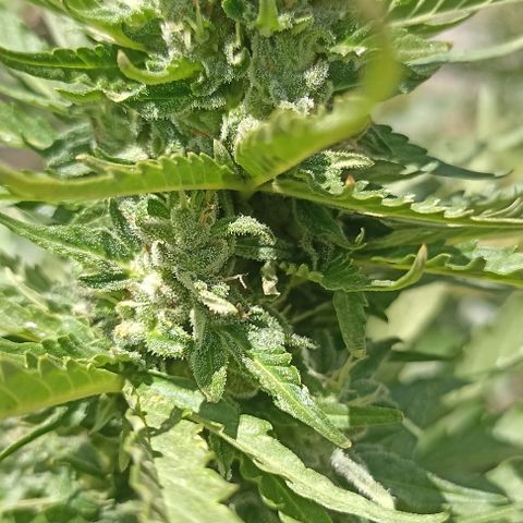Panda growlog timeline photo