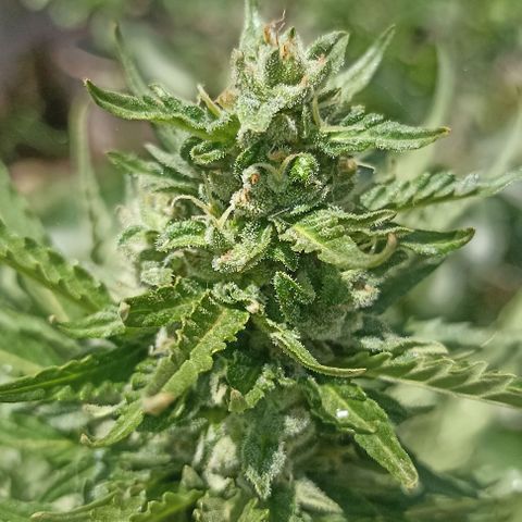 Panda growlog timeline photo