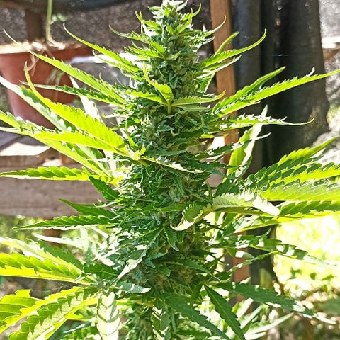 Panda growlog timeline photo