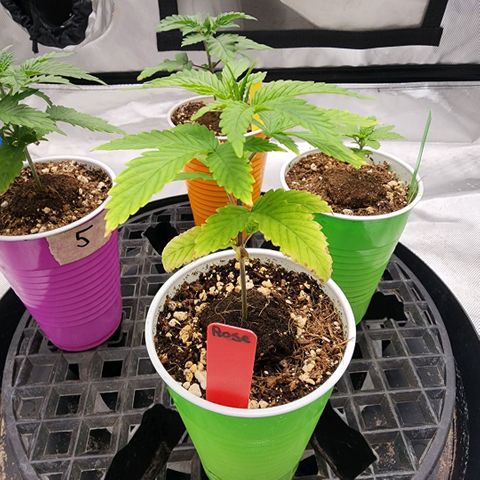 I.C.P.  (Ice Cream Payton) growlog timeline photo