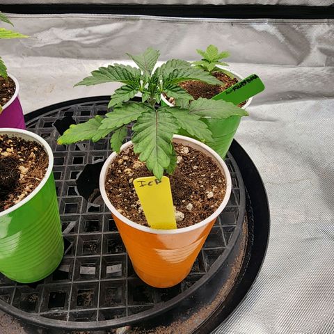 I.C.P.  (Ice Cream Payton) growlog timeline photo