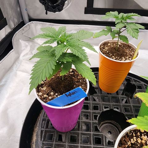 I.C.P.  (Ice Cream Payton) growlog timeline photo