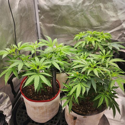 I.C.P.  (Ice Cream Payton) growlog timeline photo
