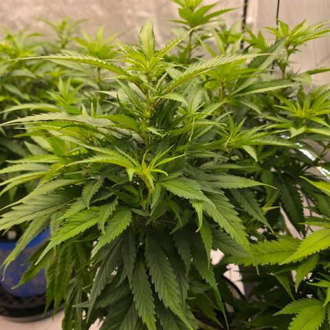 Loud Love growlog timeline photo