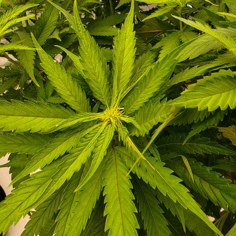 Loud Love growlog timeline photo