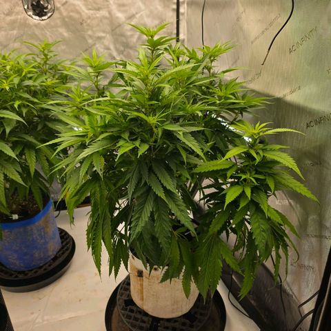 Loud Love growlog timeline photo