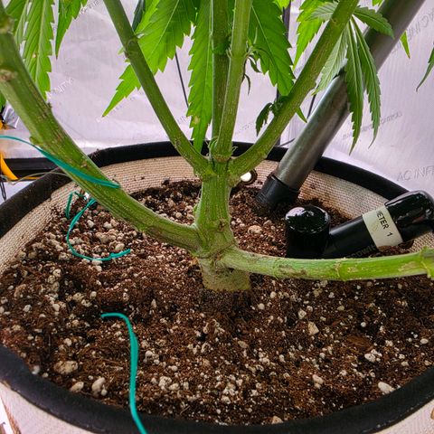 Loud Love growlog timeline photo