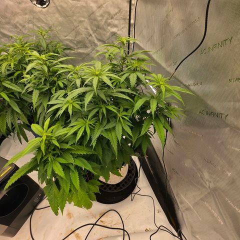 Loud Love growlog timeline photo