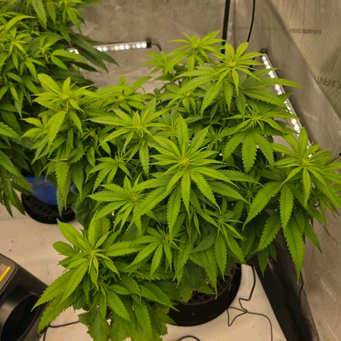Loud Love growlog timeline photo