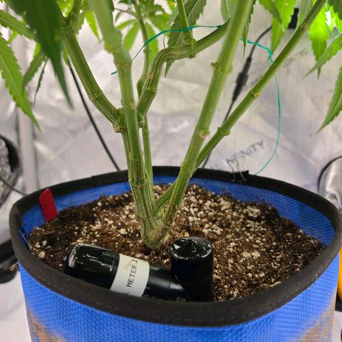 Frost Advisory  growlog timeline photo