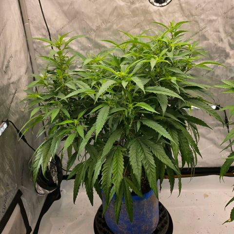 Frost Advisory  growlog timeline photo