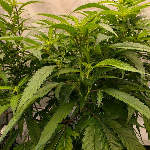 Frost Advisory  growlog timeline photo