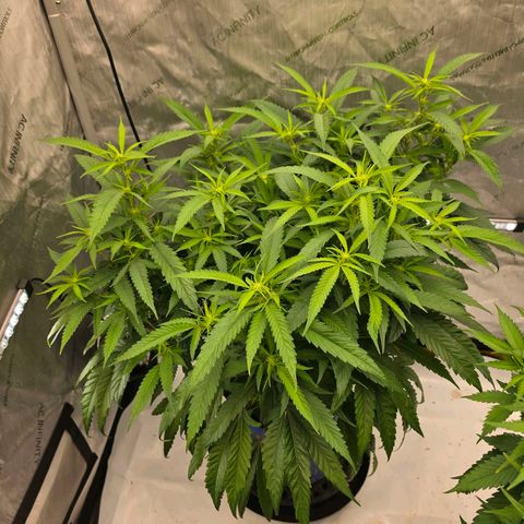 Frost Advisory  growlog timeline photo