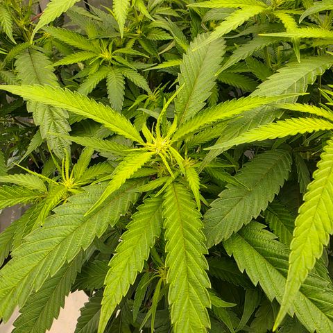 Frost Advisory  growlog timeline photo