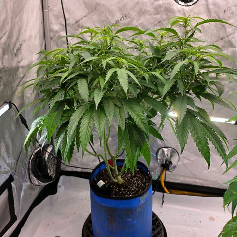 Frost Advisory  growlog photo: Shaved the legs 