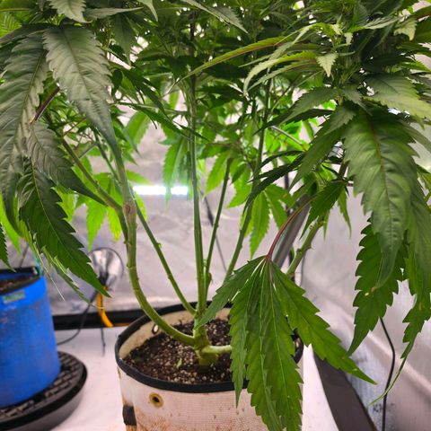 Loud Love growlog photo: Saved the legs 