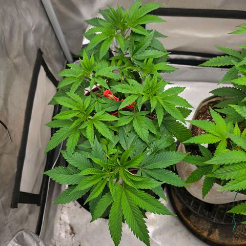 Cherry Vanilla Skunk growlog timeline photo