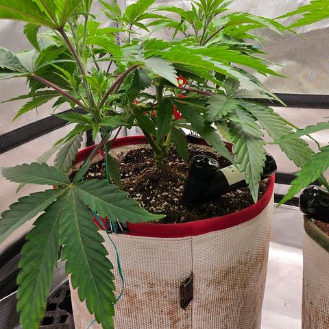 Cherry Vanilla Skunk growlog timeline photo