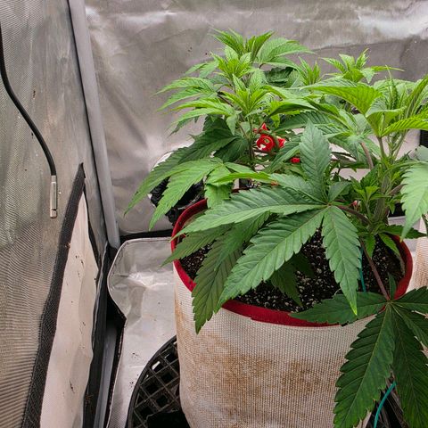 Cherry Vanilla Skunk growlog timeline photo