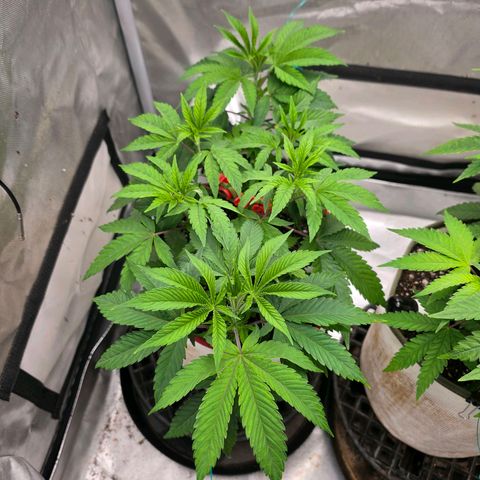 Cherry Vanilla Skunk growlog timeline photo