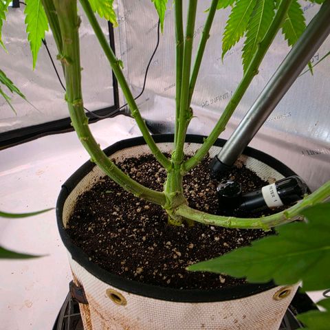 Loud Love growlog timeline photo