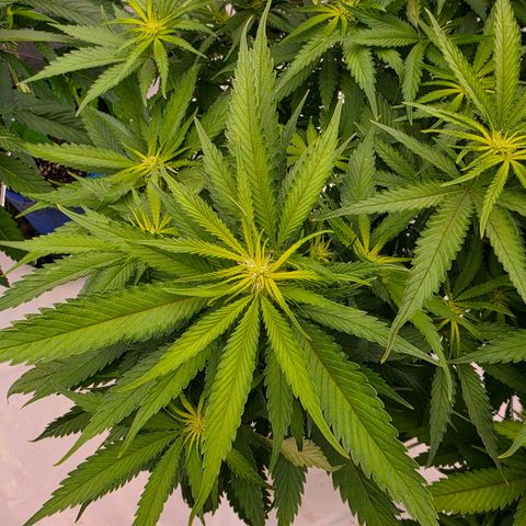 Loud Love growlog timeline photo