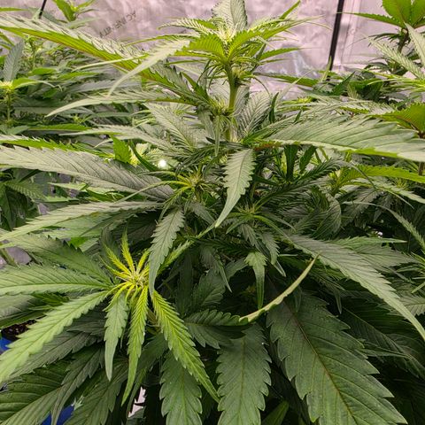 Loud Love growlog timeline photo
