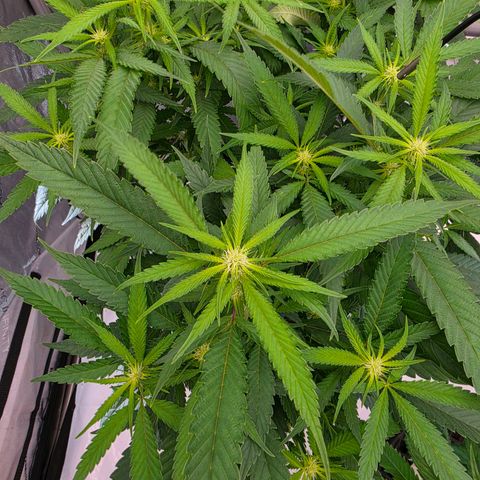 Frost Advisory  growlog timeline photo