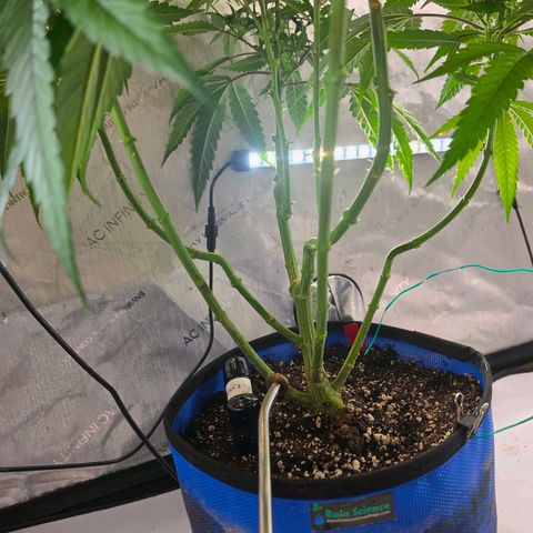 Frost Advisory  growlog timeline photo