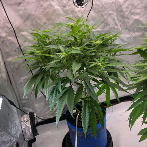 Frost Advisory  growlog timeline photo