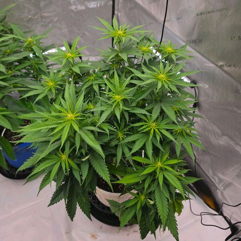 Loud Love growlog timeline photo