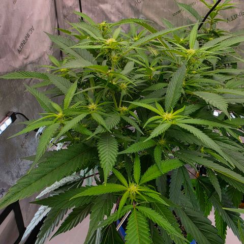 Frost Advisory  growlog timeline photo