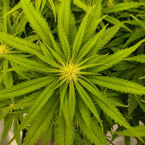 Loud Love growlog timeline photo