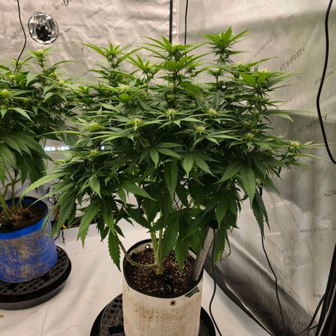 Loud Love growlog timeline photo