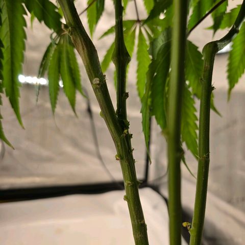Loud Love growlog timeline photo